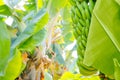 Grenn bananas on a palm. Cultivation of fruits on Tenerife island plantation. Young unripe banana with a palm leaves in