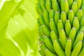 Grenn bananas on a palm. Cultivation of fruits on Tenerife island plantation. Young unripe banana with a palm leaves in