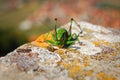 Grenn grasshopper insect wild Royalty Free Stock Photo