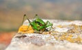 Grenn grasshopper insect wild Royalty Free Stock Photo