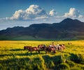 Grenn summer pasture with developed from ponies - Icelandic horses. Royalty Free Stock Photo