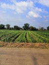 Grennery farming grass Royalty Free Stock Photo