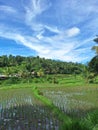 Grenny Rice field View Royalty Free Stock Photo