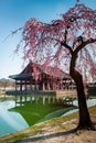 Greonohoeru Pavilion in Gyeongbokgung Palace with Cherry blossoms, Seoul, South Korea. Vertical view Royalty Free Stock Photo