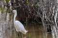 Gret Egret Royalty Free Stock Photo