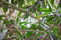 Gret Headed Canary Flycatcher, Culicicapa ceylonensis, Dudhwa Tiger Reserve, Uttar Pradesh Royalty Free Stock Photo