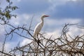 gret tropical bird in top of a dry tree Royalty Free Stock Photo