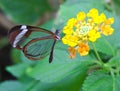 Greta Oto butterfly with transparent wings feeds Royalty Free Stock Photo