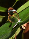 Greta oto Glasswing butterfly on leaf