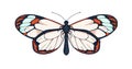 Greta oto, glasswing butterfly species. Flying insect, beautiful moth with transparent wings in realistic vintage style