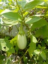 Gretel hybrid plant in garden healthy food