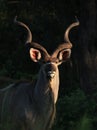 Greater Kudu in Kruger National Park