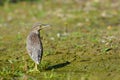 Greu heron watching Royalty Free Stock Photo
