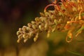 Grevillea Banksii Royalty Free Stock Photo