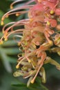 Grevillea Banksii