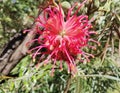 Grevillea banksii