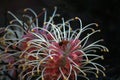 Grevillea banksii flower with a