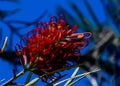 Grevillea banksii R. Br.