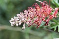 Grevillea banksii amazing flowering tropical tree Royalty Free Stock Photo