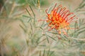 Grevillea bipinnatifida, Fuchsia Grevillea in Kings Park, Perth, WA, Australia