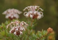 Grevillea buxifolia