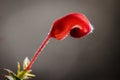 Grevillea detail