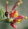 Grevillea Fireworks flower australian native Royalty Free Stock Photo