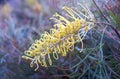 Grevillea Flower Royalty Free Stock Photo