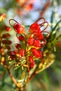 Grevillea flower Royalty Free Stock Photo