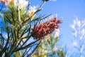 Grevillea flower Royalty Free Stock Photo