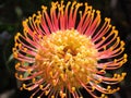 Pincushion Protea flower-head orange bloom