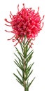 Grevillea flower Royalty Free Stock Photo
