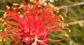 Grevillea flower macro detail. Red and yellow bloom Royalty Free Stock Photo