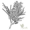 Grevillea Hand-drawn Vector Illustration