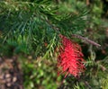 Grevillea juniperina. Royalty Free Stock Photo