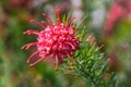 Grevillea juniperina flower Royalty Free Stock Photo