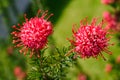 Grevillea juniperina flower Royalty Free Stock Photo