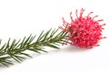 Grevillea juniperina flower Royalty Free Stock Photo