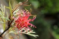 Grevillea olivacea Royalty Free Stock Photo