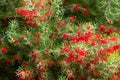 Grevillea olivacea thelemannia flowers