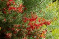 Grevillea olivacea thelemannia flowers