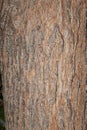Grevillea robusta bark close up