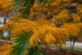 Grevillea robusta commonly known as the southern silky oak flowers close up