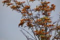 California Garden Series - Silky Oak Tree in Bloom - Grevillea robusta