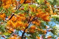 Grevillea robusta, or Silky oak tree in blossom at springtime