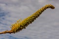 A Grevillea sp. inflorescence, Northern Territory, Australia Royalty Free Stock Photo