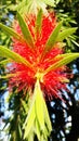 Grevilleas Royalty Free Stock Photo