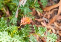 Grevillia shrub closeup with bright delicate flower