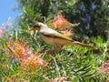 Grevilllea honey flowering bush Royalty Free Stock Photo