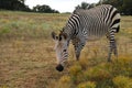 Grevy's Zebra Royalty Free Stock Photo